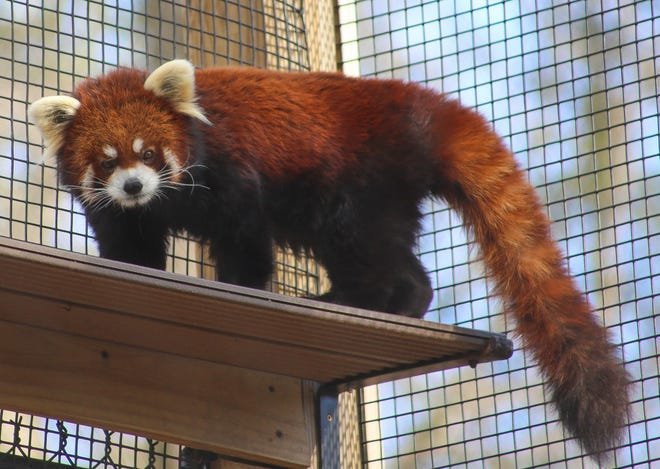 Red panda at WNC Nature Center out for surgery?