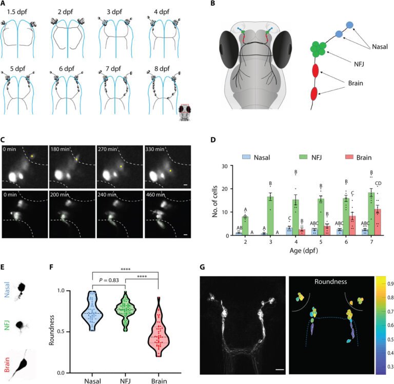 Synaptic communication mediates the assembly of a self-organizing circuit that controls reproduction