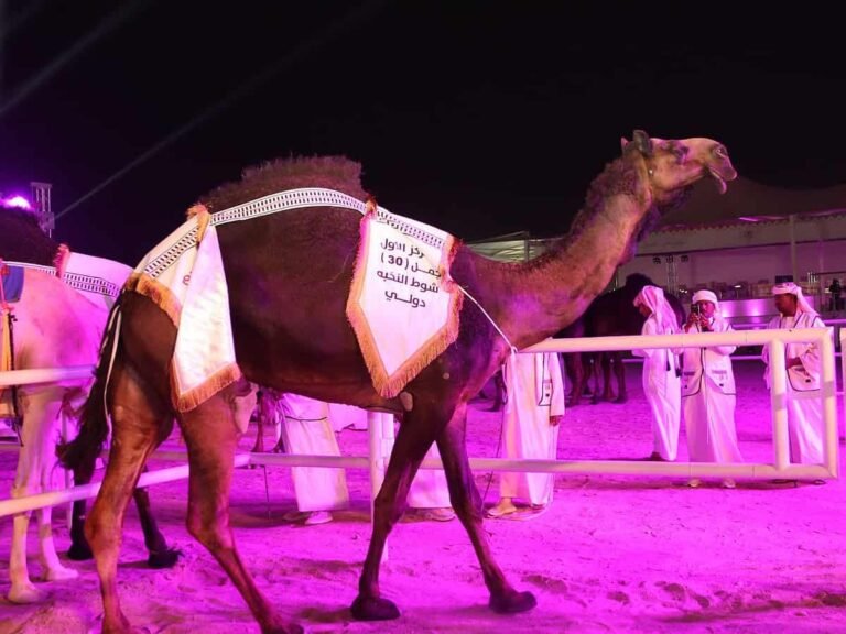 Camel wins beauty contest in Qatar festival without undergoing botox surgery
