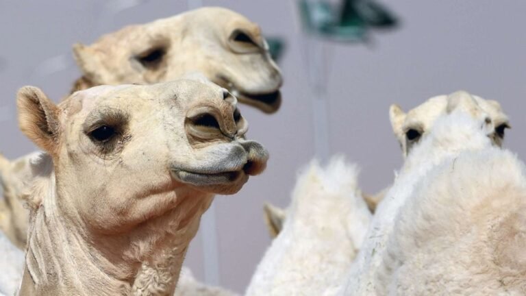 Dozens of camels barred from Saudi beauty contest over Botox