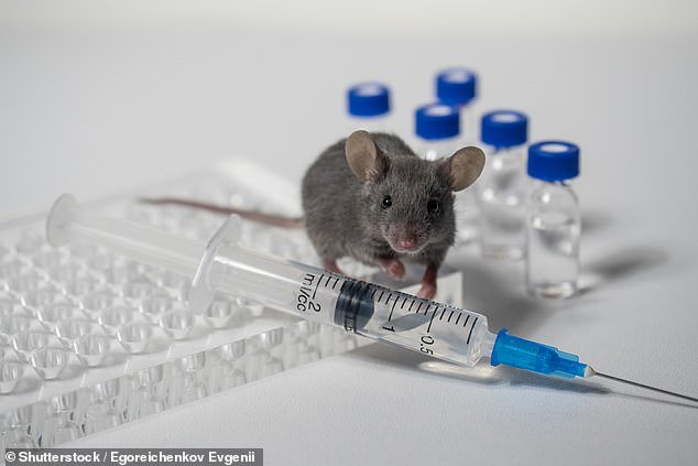 Forget Botox… try a POO PILL: Faecal transplants reverse biological signs of ageing in mice