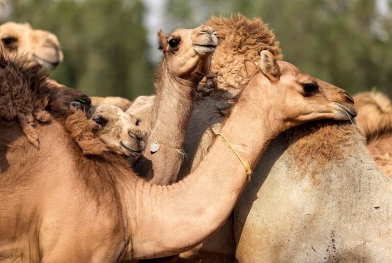 Camels barred from Saudi beauty contest for Botox injections