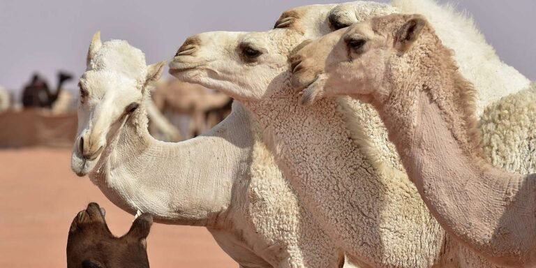 Over 40 Camels Disqualified From Beauty Contest After Receiving Botox