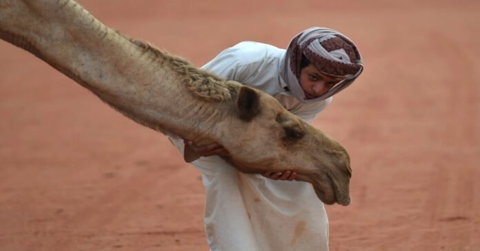 Camels disqualified from Saudi beauty pageant over Botox injections
