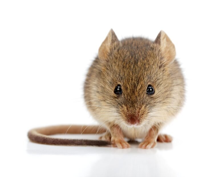 Hundreds of thousands of mice killed in botox experiments in Ireland claims campaign group