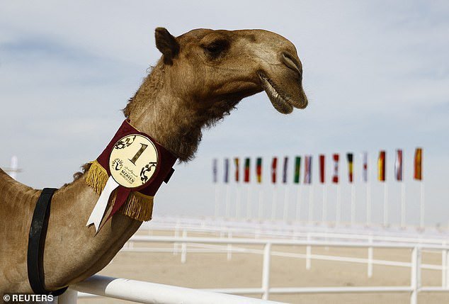 Forget the football…Qatar is also hosting the ‘camel BEAUTY World Cup’!