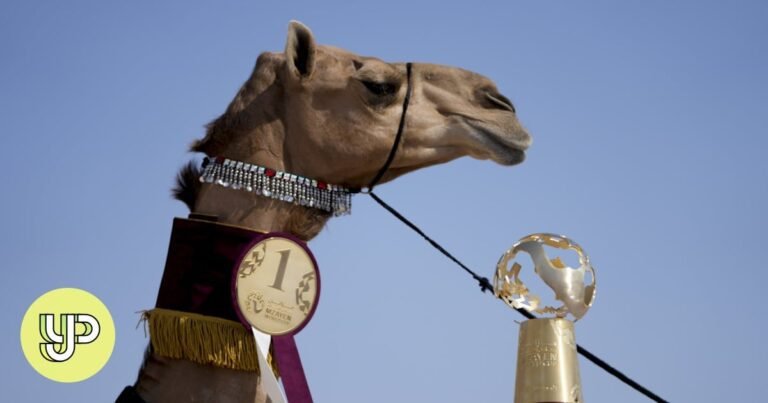 5-minute listening: Camel beauty pageant among Qatar’s World Cup events to bring cultural awareness to visitors – YP